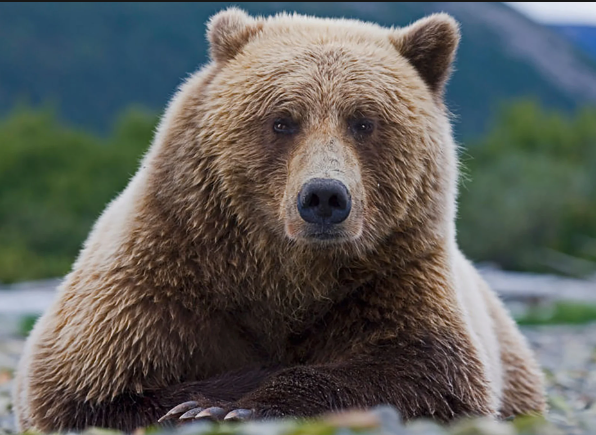 Bear.PNG