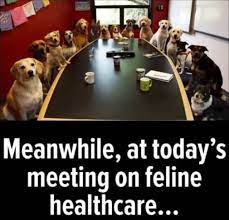 feline.jpg
