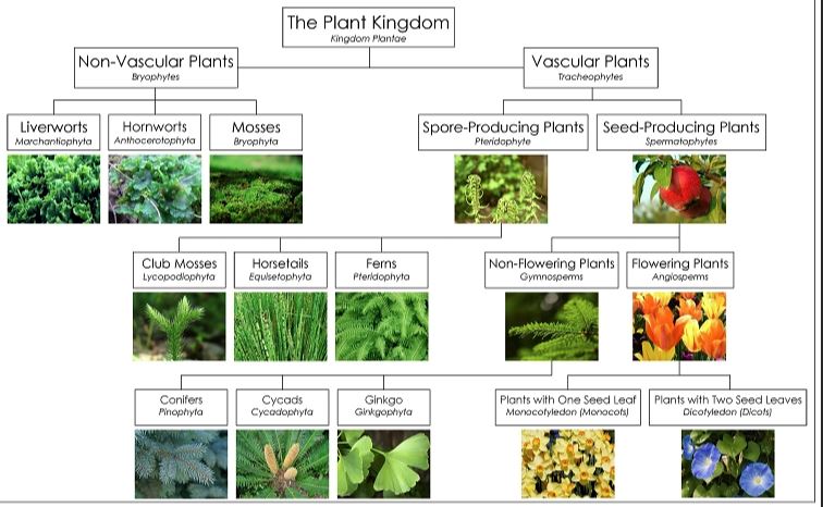 PlantKingdom.JPG