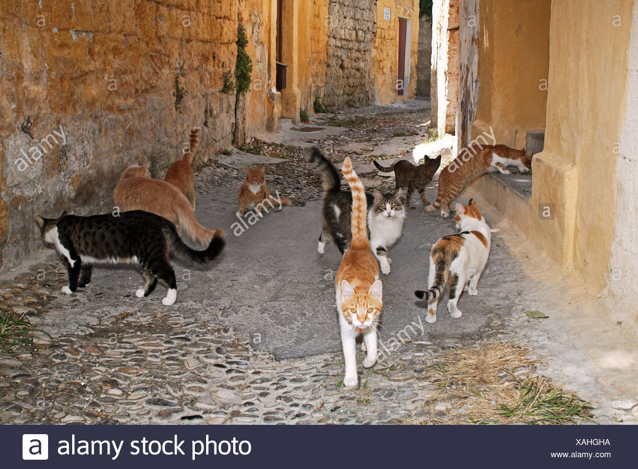 several-cats-in-alley-XAHGHA.jpg